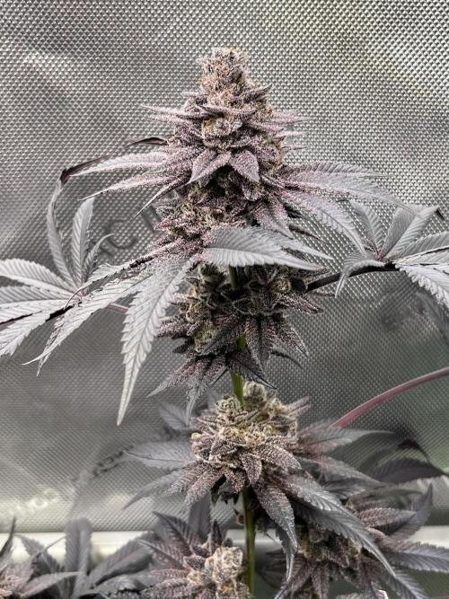 Pink Milk • Solfire. Week 17
