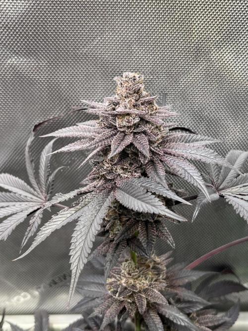 Pink Milk • Solfire. Week 17