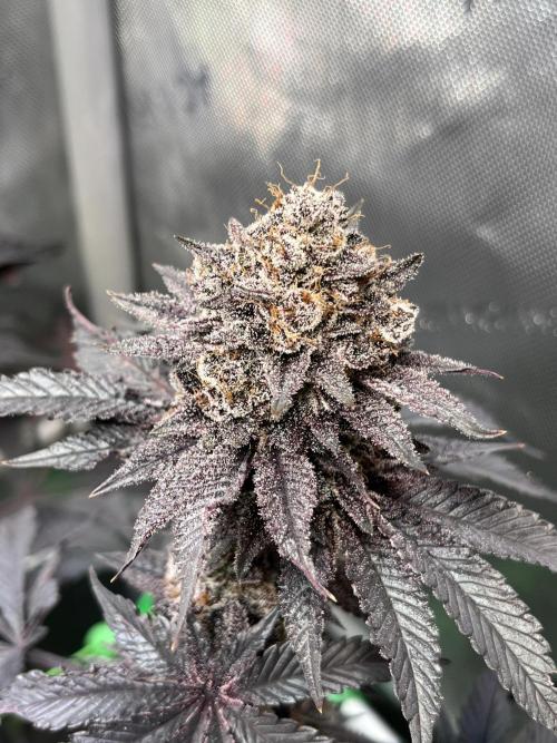 Pink Milk • Solfire. Week 17