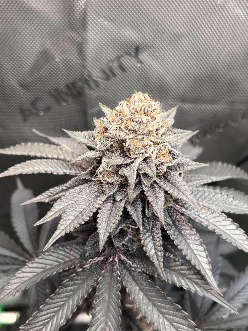 Pink Milk • Solfire. Week 17