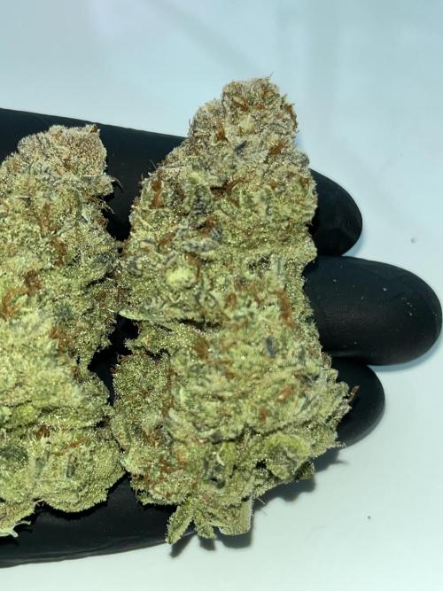Chem-D Duet. Week 18