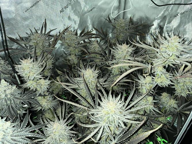 Chem-D Duet. Week 18