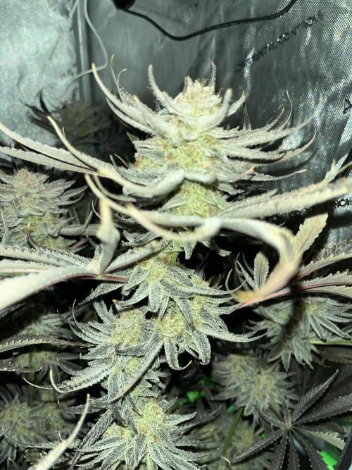 Chem-D Duet. Week 18