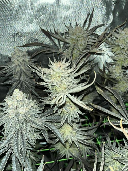 Chem-D Duet. Week 18