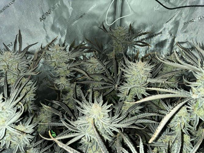 Chem-D Duet. Week 18