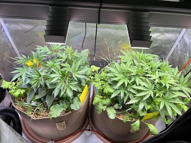 Chem-D Duet. Week 18