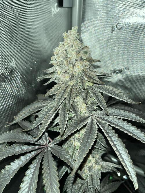 Chem-D Duet. Week 18