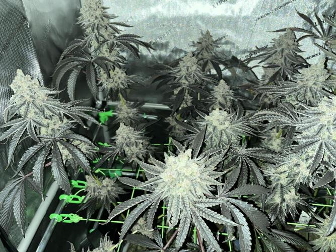 Chem-D Duet. Week 18
