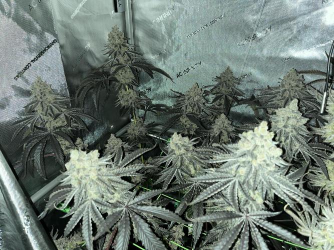 Chem-D Duet. Week 18