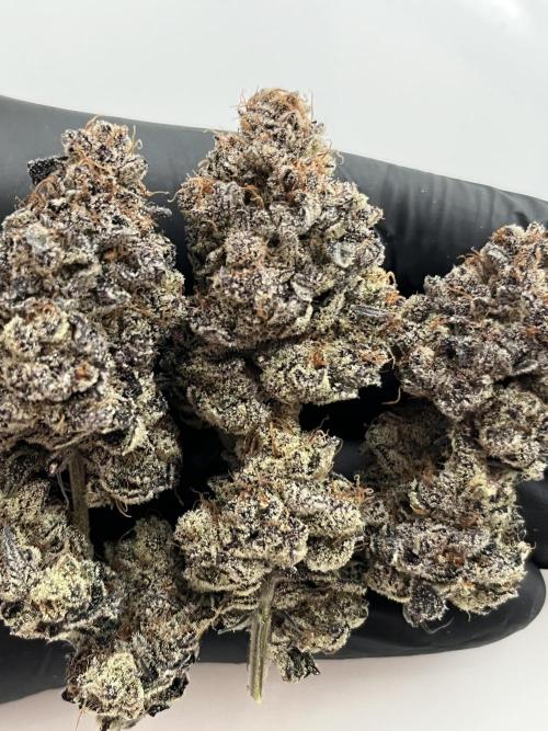 Pink Milk • Solfire. Week 18