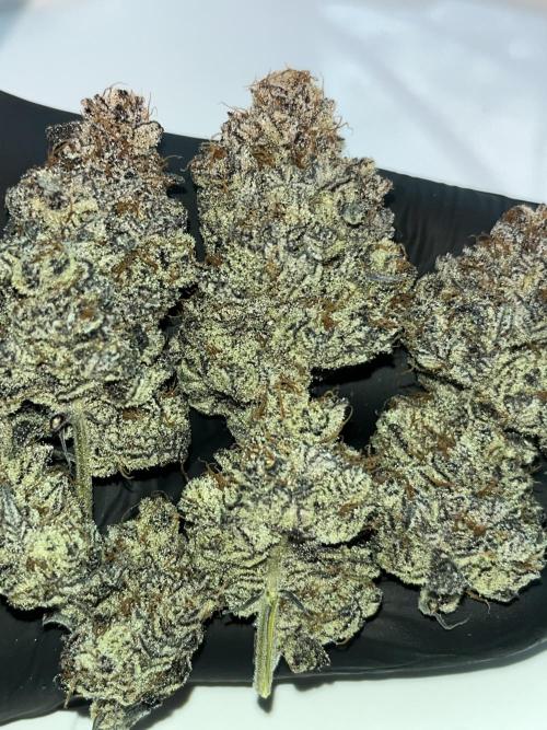 Pink Milk • Solfire. Week 18