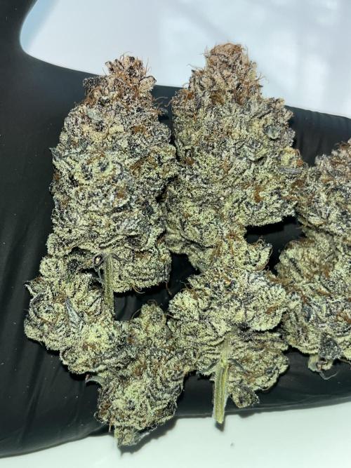 Pink Milk • Solfire. Week 18