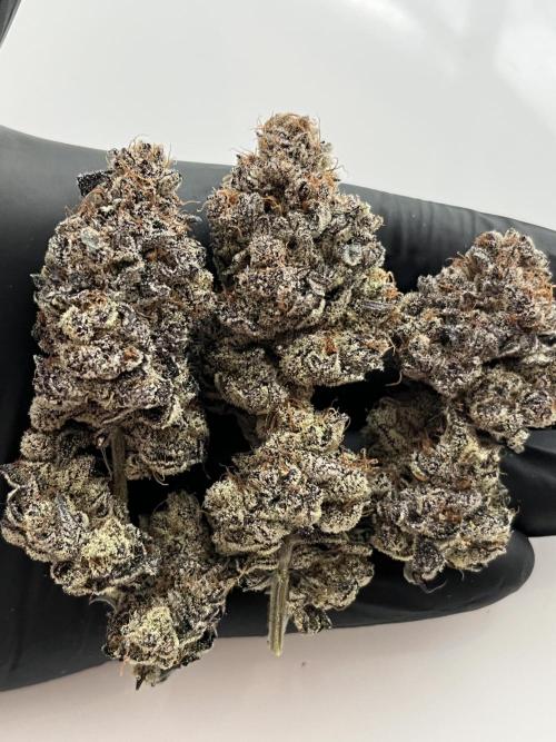 Pink Milk • Solfire. Week 18