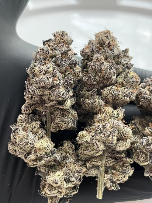 Pink Milk • Solfire. Week 18