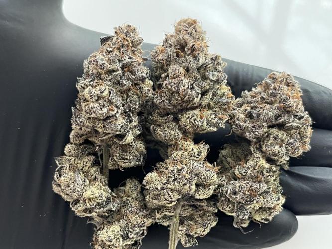Pink Milk • Solfire. Week 18