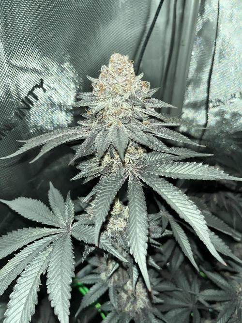 Pink Milk • Solfire. Week 18