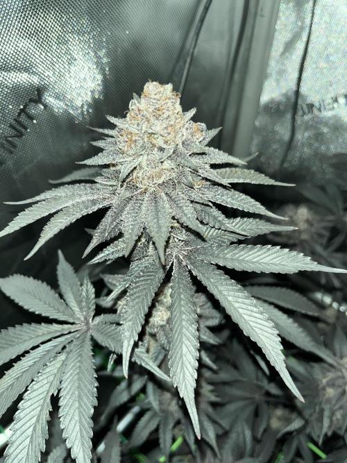 Pink Milk • Solfire. Week 18