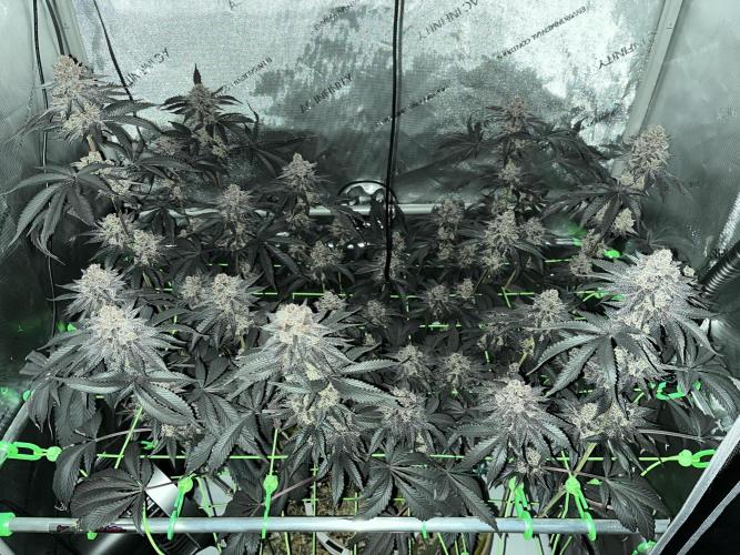 Pink Milk • Solfire. Week 18