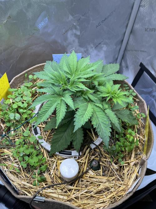Pink Milk • Solfire. Week 18