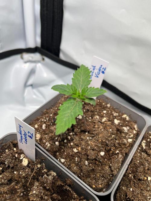 Lucid Vision. Week 1