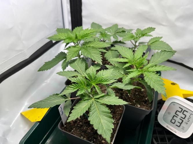 Fruity Terps. Week 2