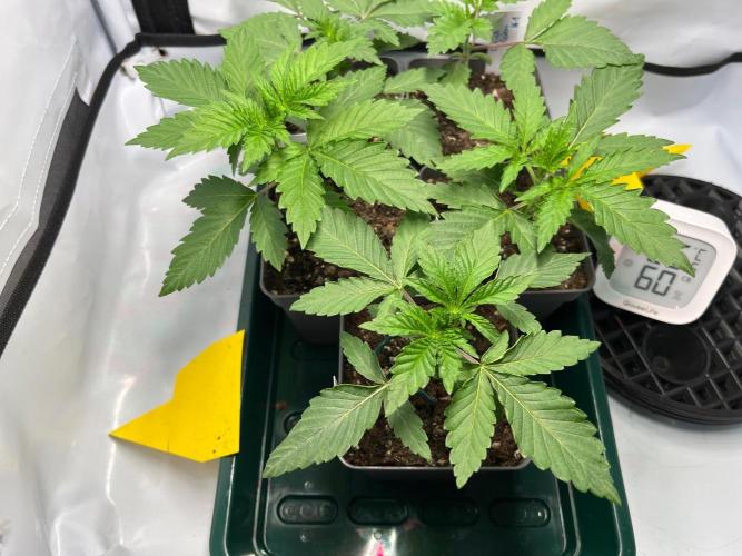 Fruity Terps. Week 2