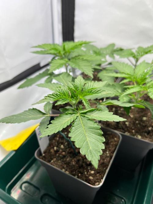Fruity Terps. Week 2