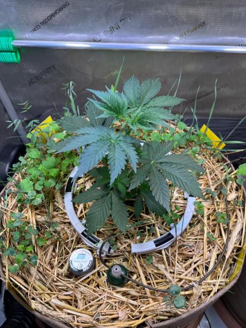 Fruity Terps. Week 3