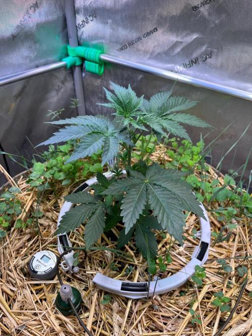 Fruity Terps. Week 3 - Strawberry Lobster 