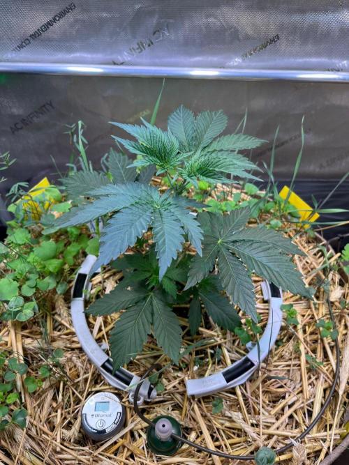 Fruity Terps. Week 3