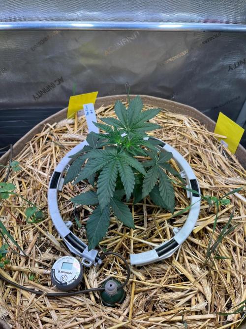 Fruity Terps. Week 3