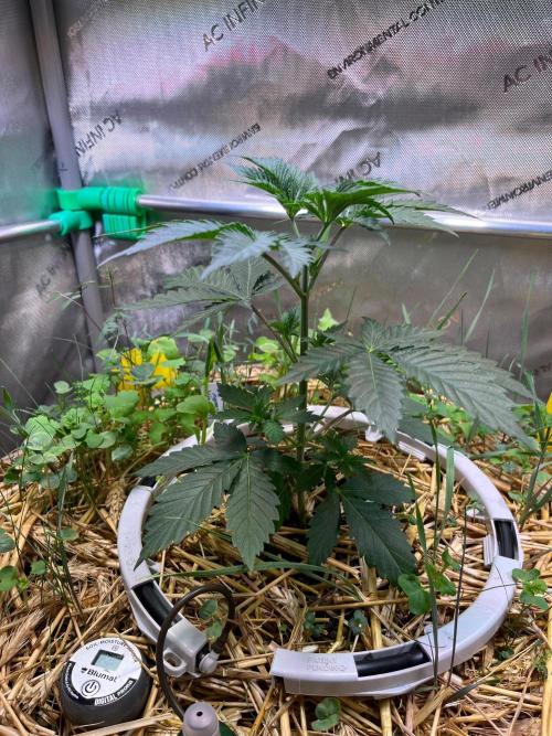 Fruity Terps. Week 3