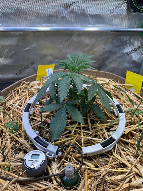 Fruity Terps. Week 3