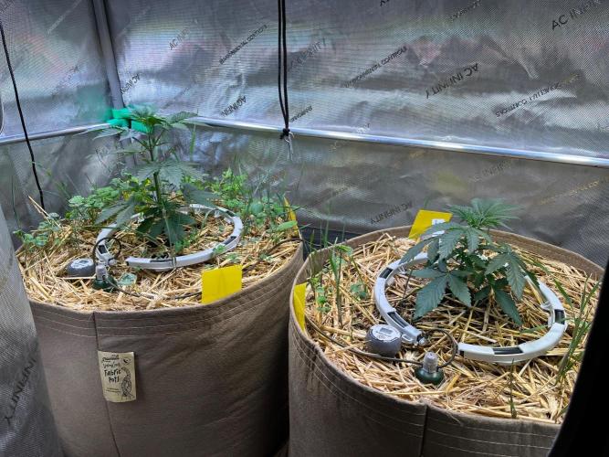 Fruity Terps. Week 3