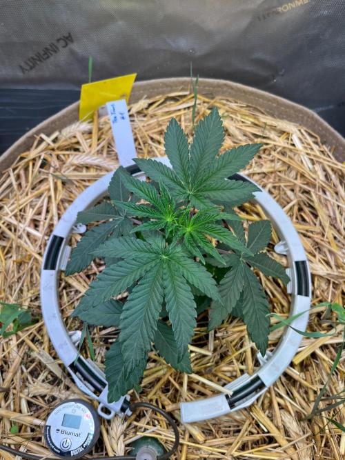 Fruity Terps. Week 3 - Tea Time