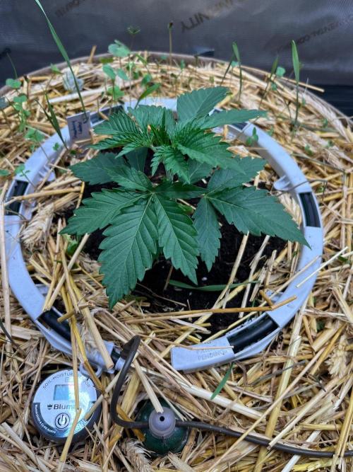 Fruity Terps. Week 3