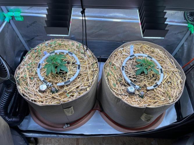 Fruity Terps. Week 3 - 6 days back