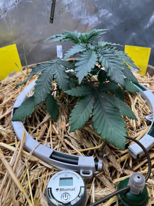 Lucid Vision. Week 3