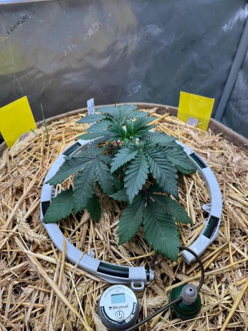 Lucid Vision. Week 3