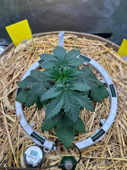 Lucid Vision. Week 3
