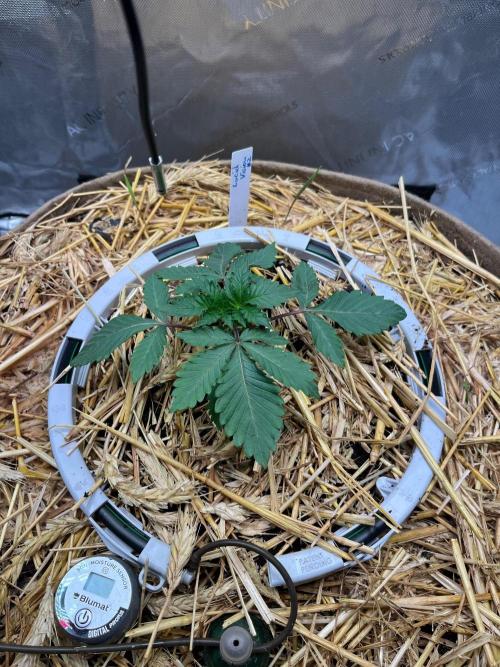 Lucid Vision. Week 3 - 6 days ago