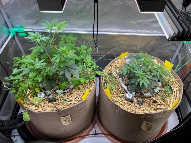 Fruity Terps. Week 4 - Left Strawberry Lobster - Right Tea Time