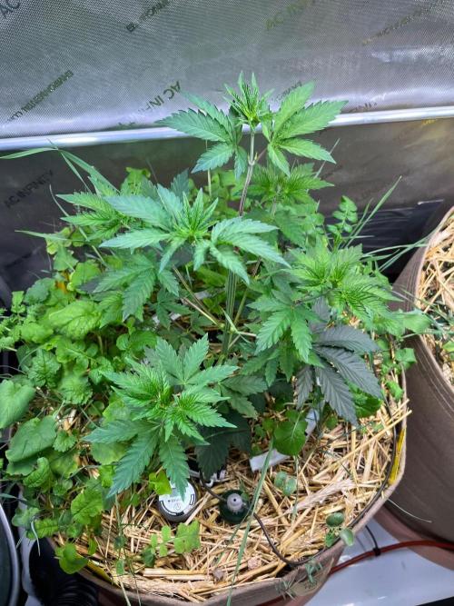 Fruity Terps. Week 4
