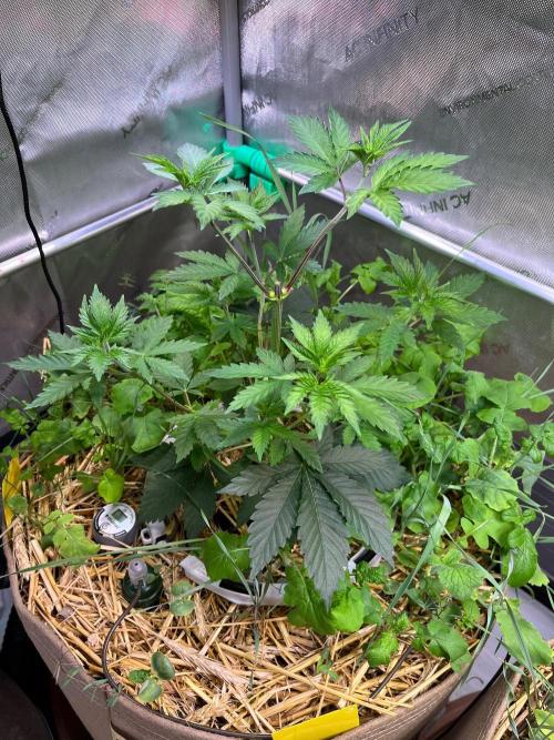 Fruity Terps. Week 4
