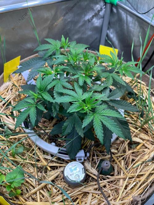 Fruity Terps. Week 4 - Tea Time
