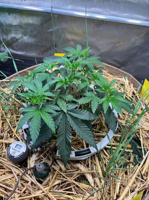 Fruity Terps. Week 4