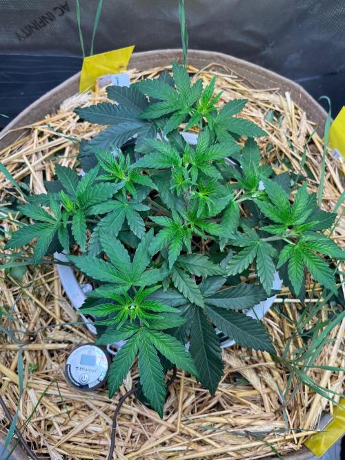 Fruity Terps. Week 4