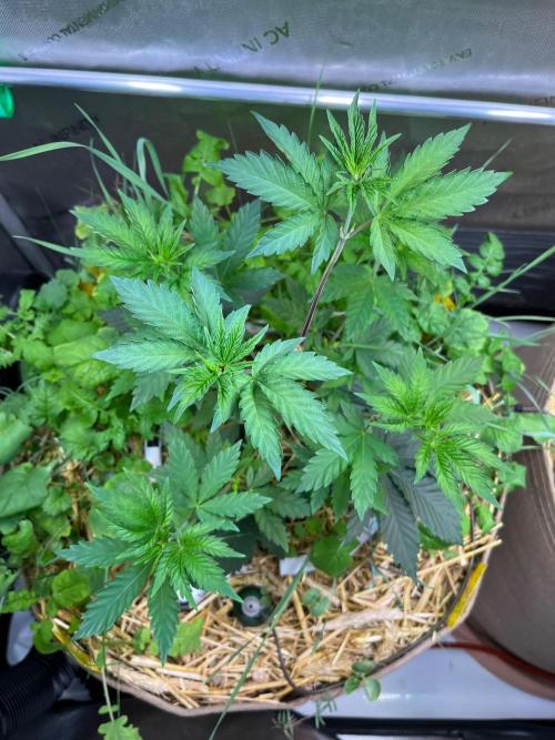 Fruity Terps. Week 4