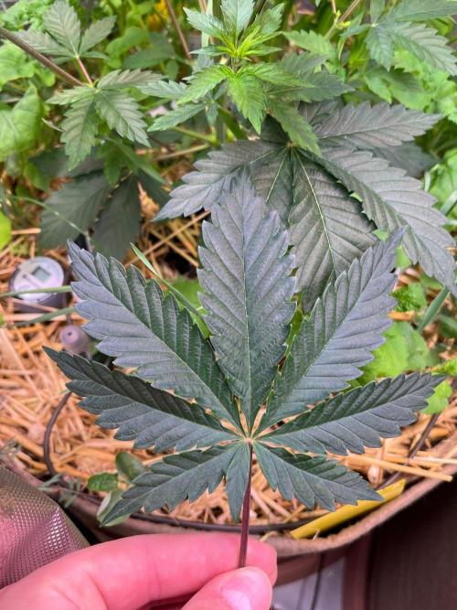 Fruity Terps. Week 4 - Healthy leaves 
