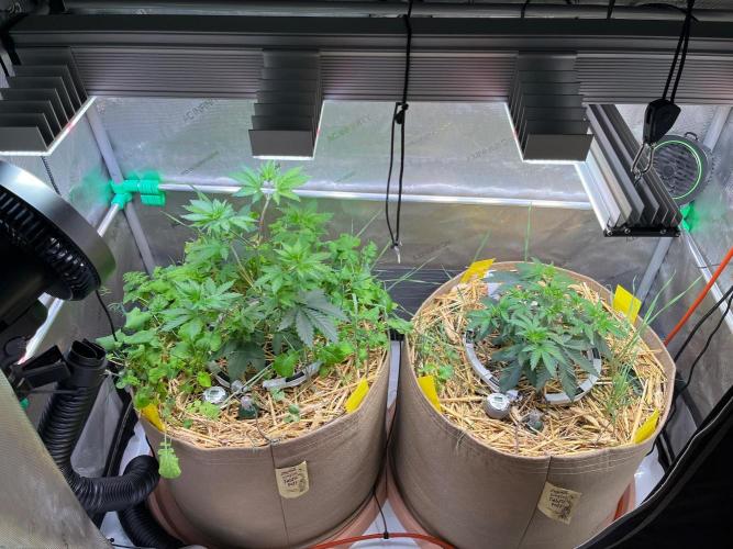 Fruity Terps. Week 4